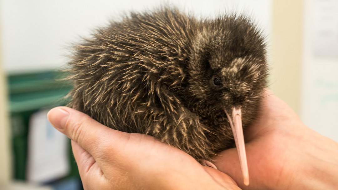 West Coast Kiwi