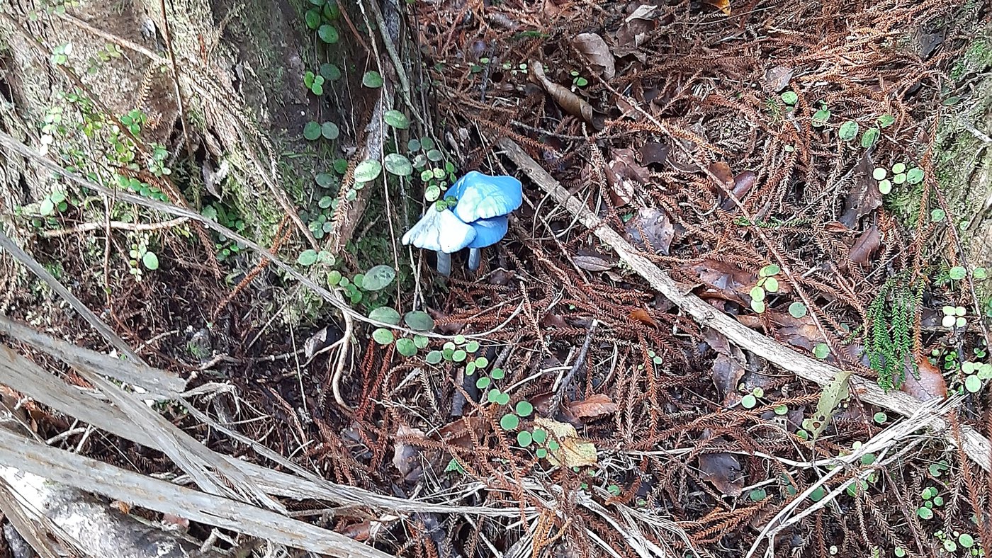 blue-mushroom