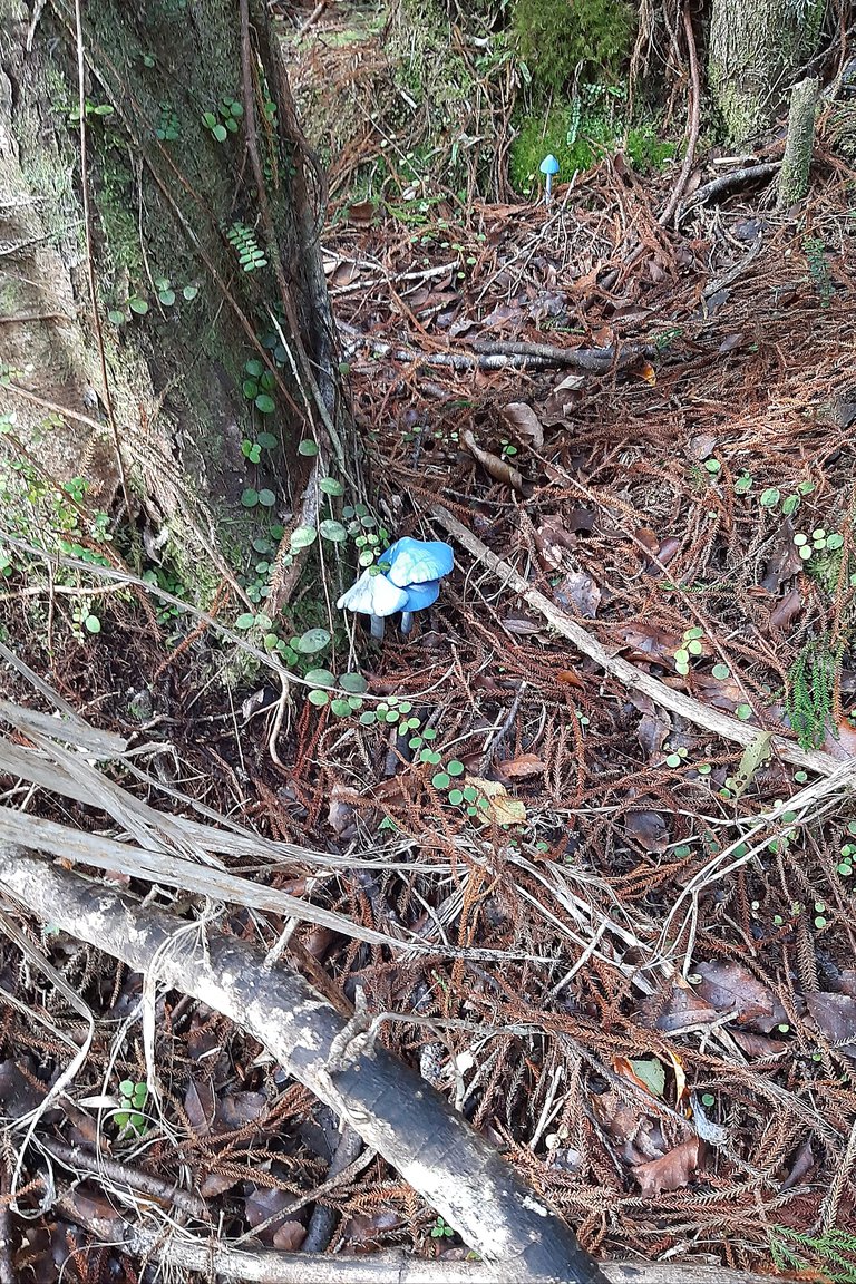 blue-mushroom