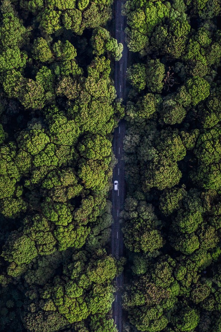 Haast-Jackson Bay Road, West Coast 1 (credit RoadyNZ)-large