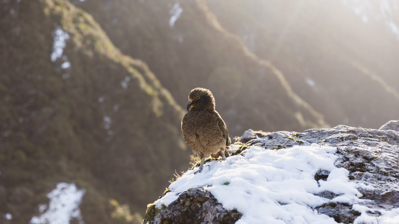 Kea, Arthurs Pass (credit RoadyNZ) (1)