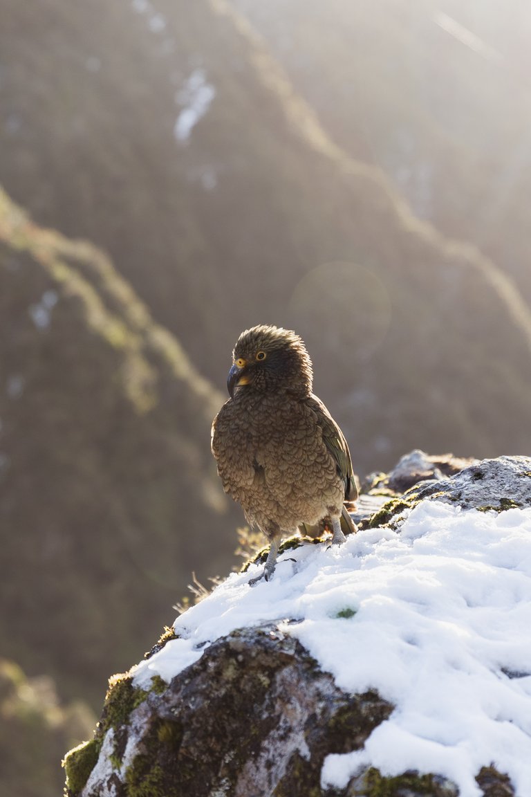 Kea, Arthurs Pass (credit RoadyNZ) (1)