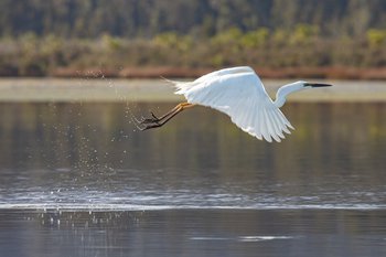 kotuku in flight.jpg