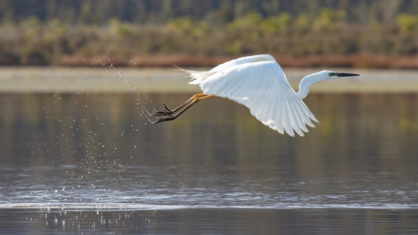 kotuku in flight.jpg