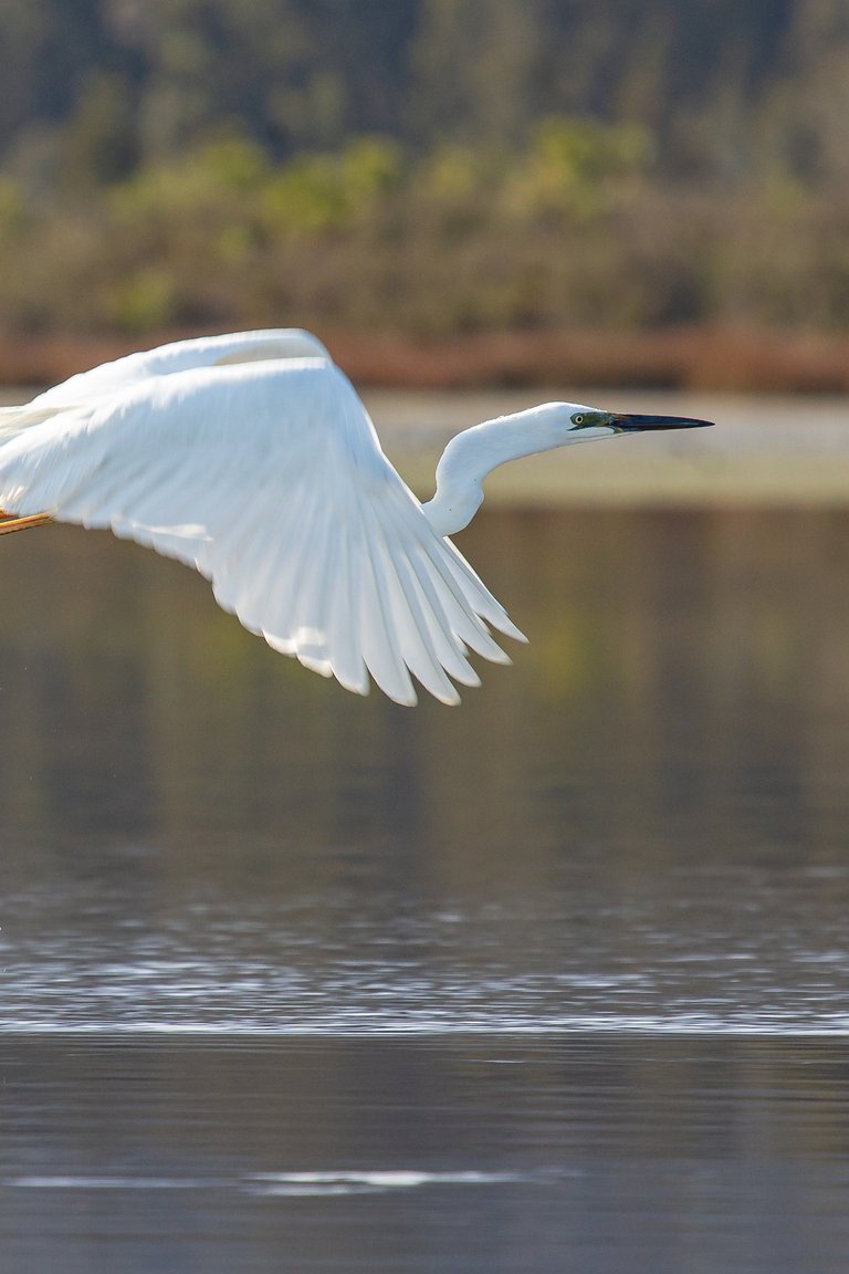 kotuku in flight.jpg