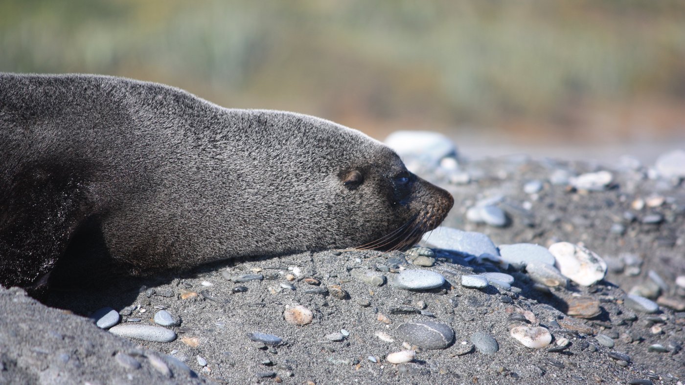 Local wildlife at 3 Mile Lagoon, Okarito