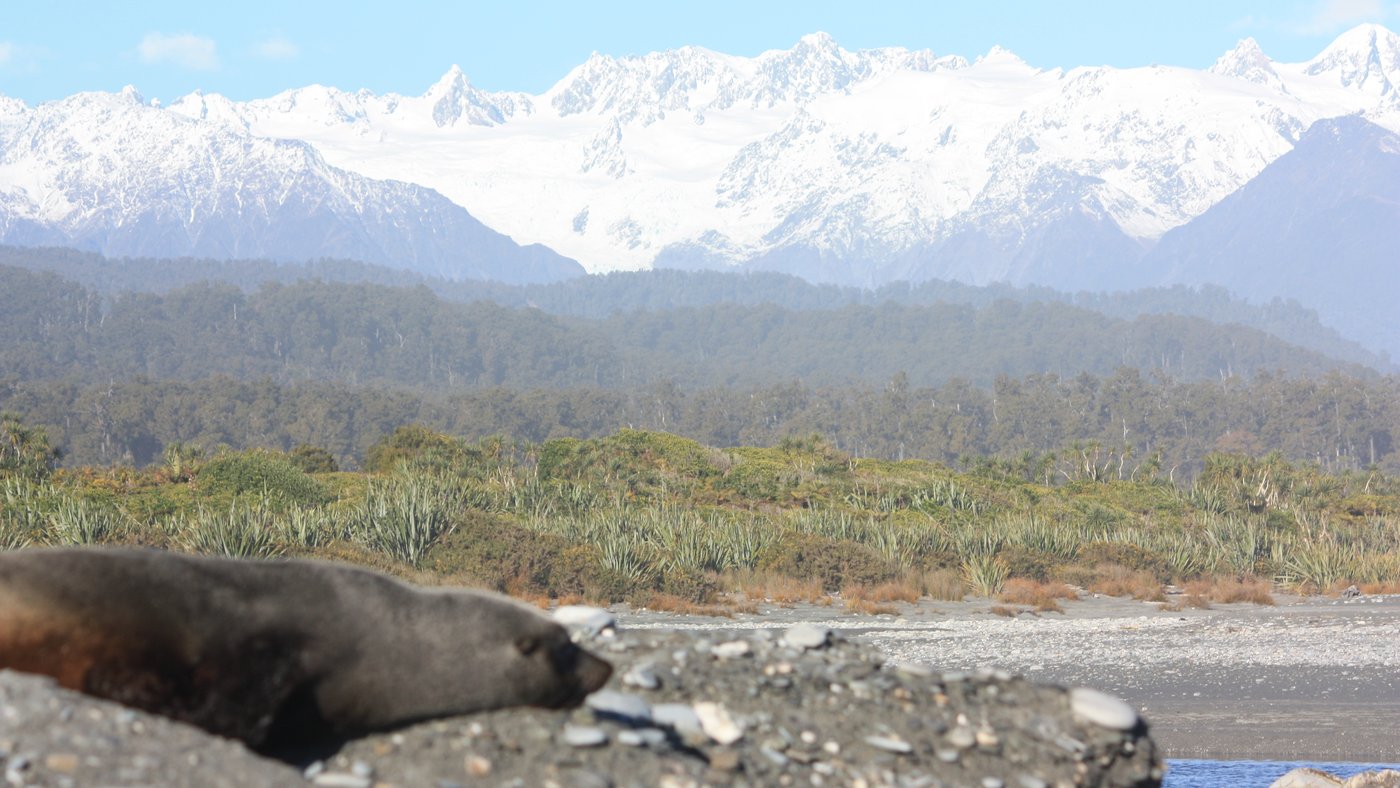 Seal & Mt Cook & Mt Tasman in background, 3 mile lagoon Okarito