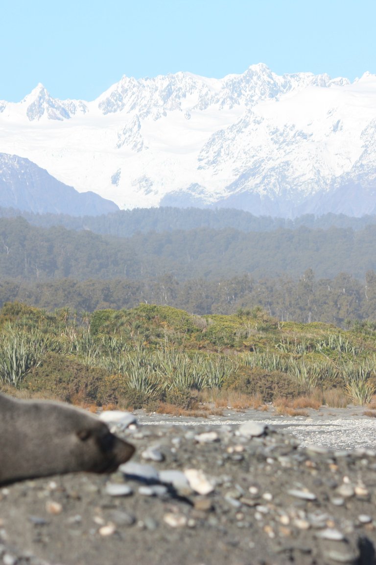 Seal & Mt Cook & Mt Tasman in background, 3 mile lagoon Okarito