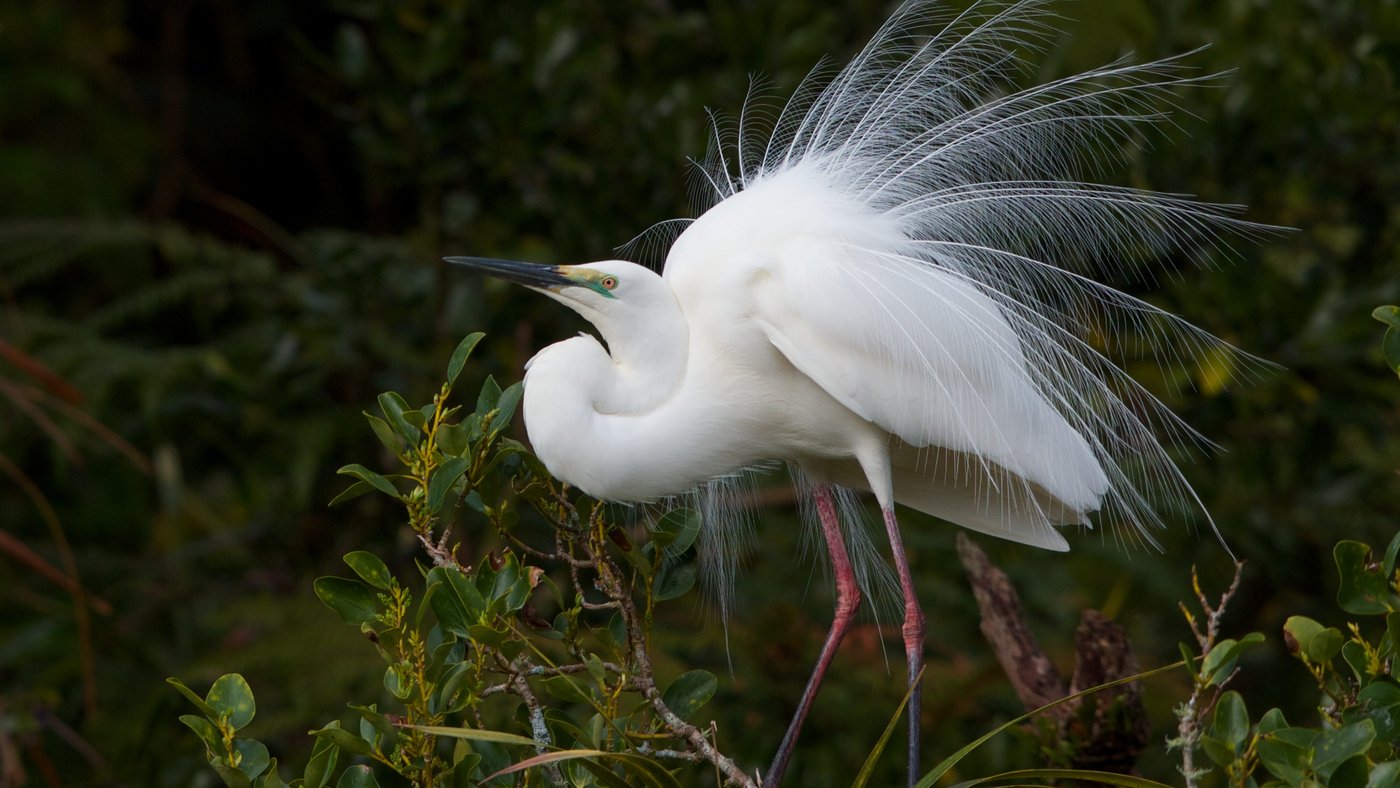 White Heron Sanctuary Tours offers tours to New Zealand’s only White Heron nesting site.