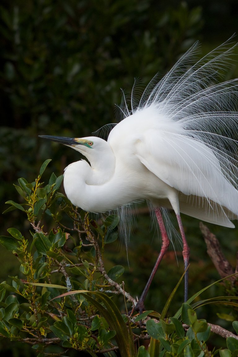 White Heron Sanctuary Tours offers tours to New Zealand’s only White Heron nesting site.