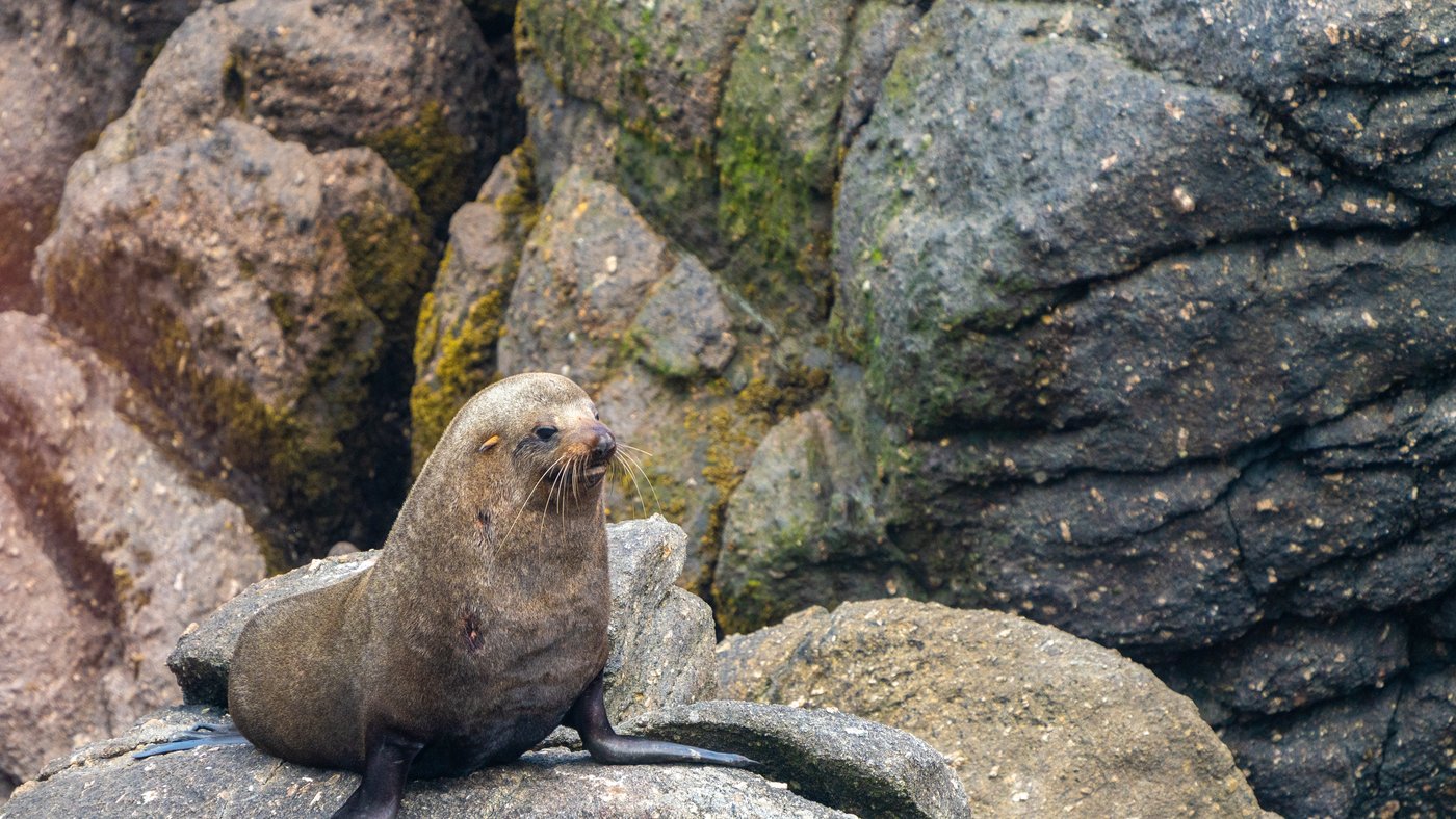 Seal colony, Cape Foulwind, Westport (credit Nomad Audio & Video)