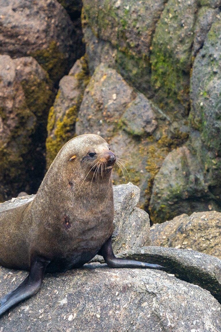 Seal colony, Cape Foulwind, Westport (credit Nomad Audio & Video)