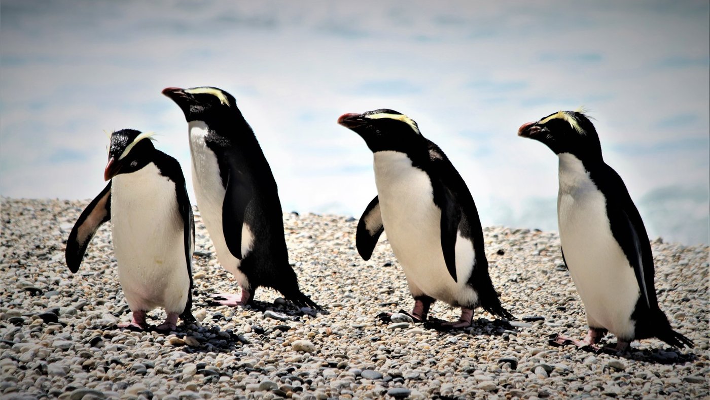 Tawaki-(Fiordland-Crested)-Penguin,-Wilderness-Lodge-Lake-Moeraki,-West-Coast-large