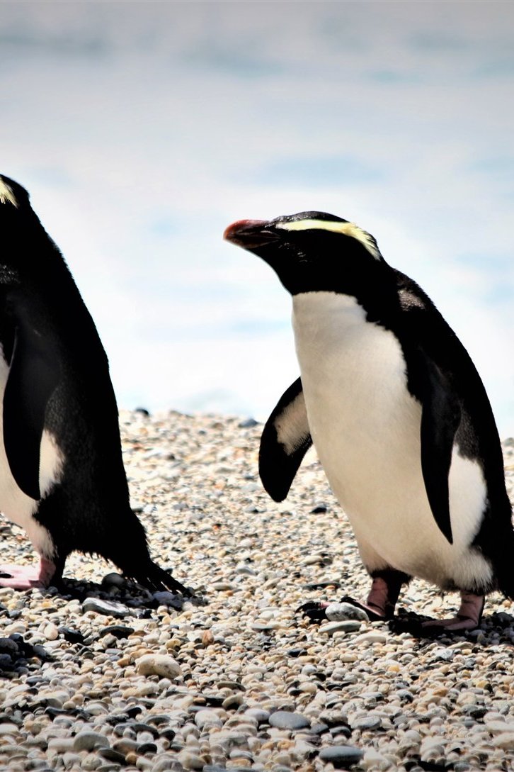 Tawaki-(Fiordland-Crested)-Penguin,-Wilderness-Lodge-Lake-Moeraki,-West-Coast-large