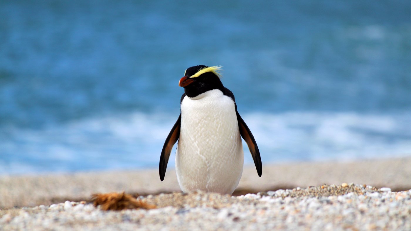 Tawaki (Fiordland Crested) Penguin, Wilderness Lodge Lake Moeraki 2 (credit Wilderness Lodge Lake Moeraki)