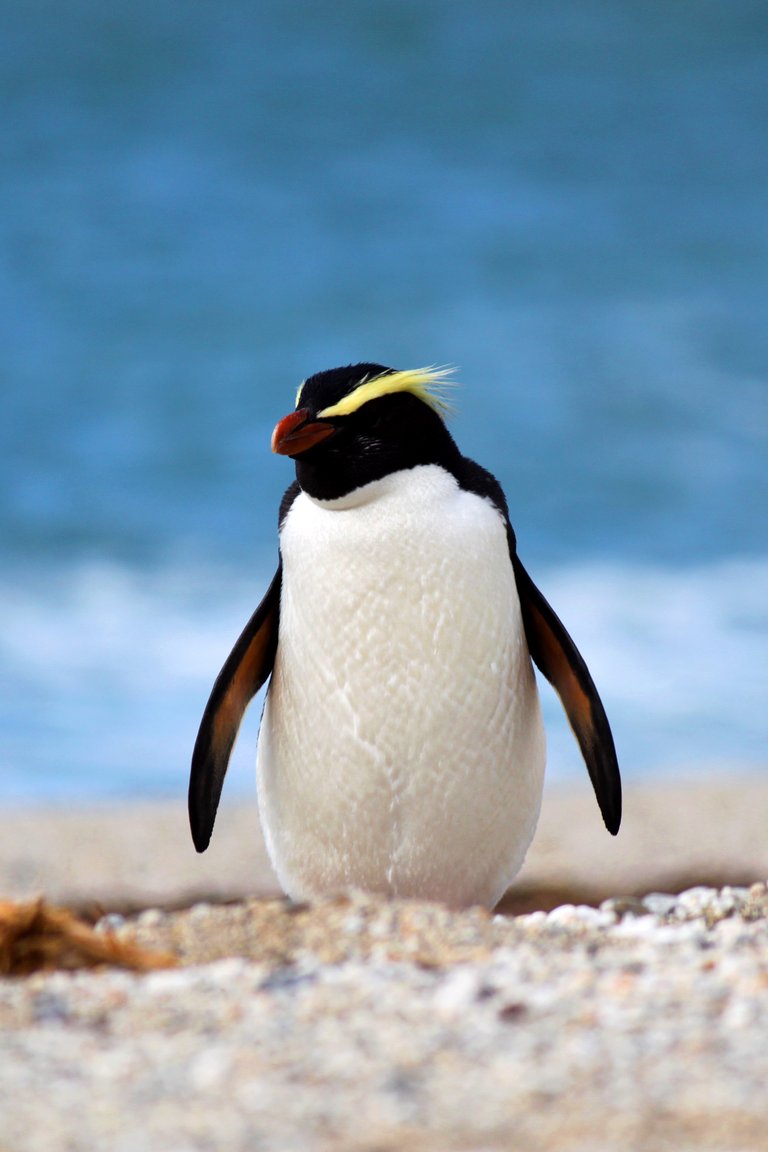 Tawaki (Fiordland Crested) Penguin, Wilderness Lodge Lake Moeraki 2 (credit Wilderness Lodge Lake Moeraki)