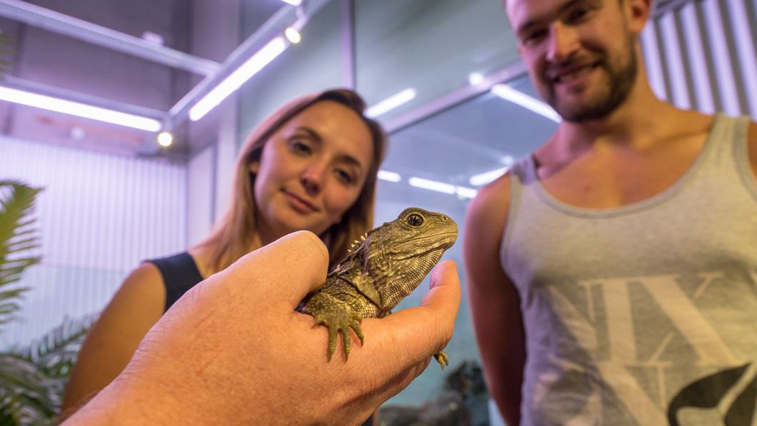 Tuatara - West Coast Wildlife Centre