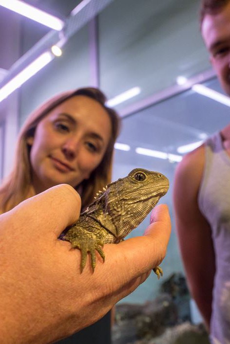 Tuatara - West Coast Wildlife Centre