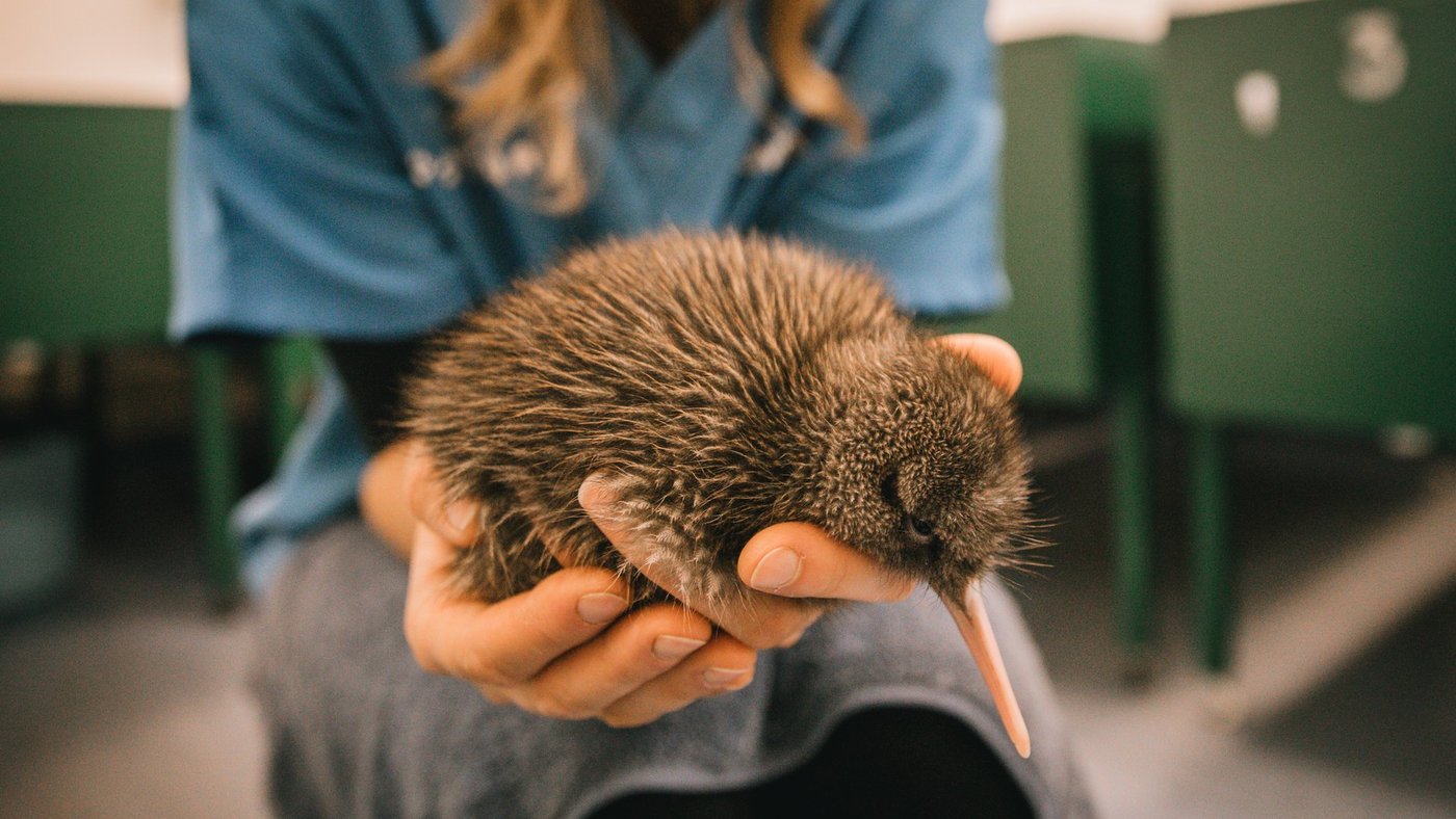 West-Coast-Wildlife-Centre,-West-Coast-(credit-Liz-Carlson)-large